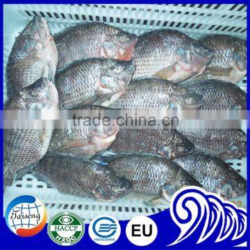 China export tilapia Fish whole round seafood product