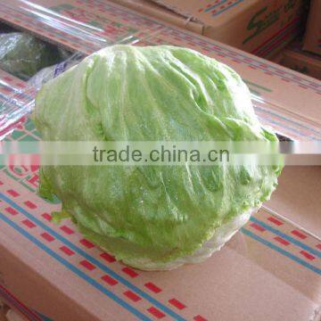 Green leaf lettuce exporter in China Iceberg lettuce