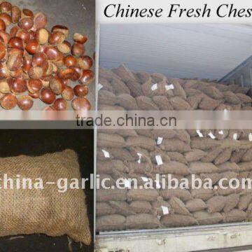 Chinese Chestnuts Price in 5kg/10kg Gunny Bag