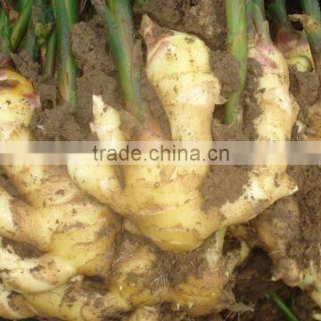 Chinese fresh ginger