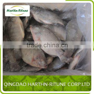 Hot Sale Frozen Tilapia Fillet Fish From China