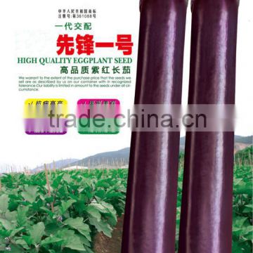 Super High Yield Hybrid Black Purple Long Eggplant Seeds For Sale-pioneer No.1