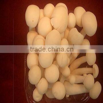 White jade mushroom