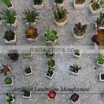 Mini Succulent Plants Potted Plants for Decoration
