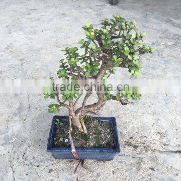 Portulacaria Afra Bonsai ( Jade Plant) photo-2