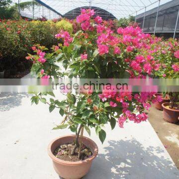 Bougainvillea Spectabilis photo-2