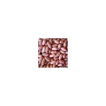 Sell Peanut Kernels 24/28