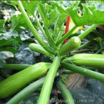 Strong Growth Jade Green High Yield Zucchini Seed No.78 photo-5