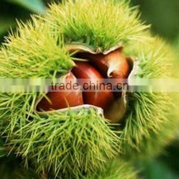 New Crop Organic Fresh Bulk Chestnuts wholesale