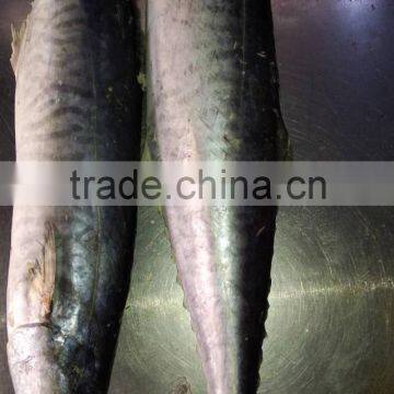 High quality WR IQF Frozen Spanish mackerel and Scomberomorus Niphonius