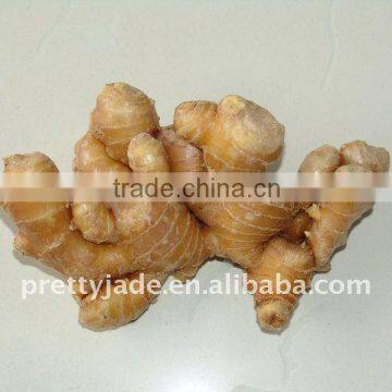 Professional chinese fresh ginger exporter