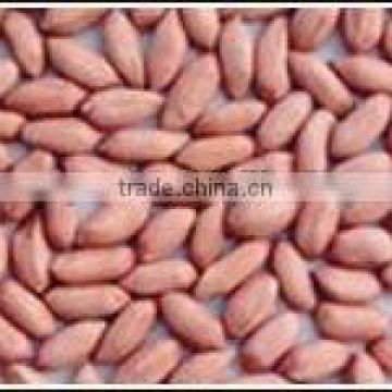 Peanut kernels new crop