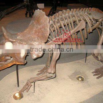 HLT Life Size Dinosaur Skeleton Fossil Of Avaceratops