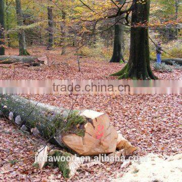 European Beech Round Logs