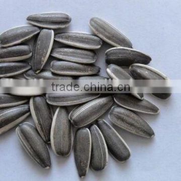 New Crop high quality Chinese Sunflower seed 5009/3638/0409/363 on promotion for europ