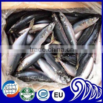 Sea Frozen Pacific Mackerel Fish 150-200g with high Quality