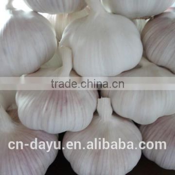 2016 fresh garlic supplier