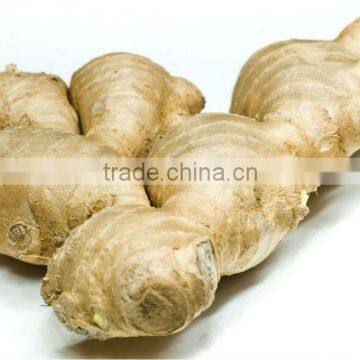 Vietnam Fresh ginger