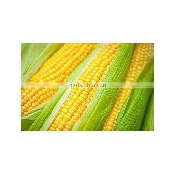 Maize 99% Purity photo-2