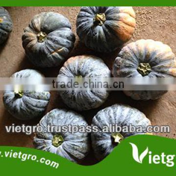 Viet Nam High Quality F1 Hybrid Pumpkin Seeds VGP051