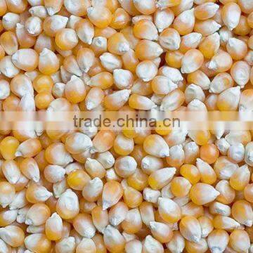 Yellow Corn #2 As Animal feed