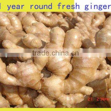 Chinese fresh ginger