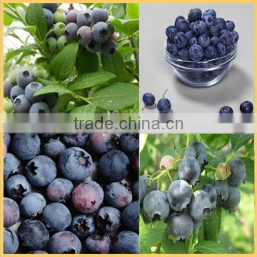 blue berry extract powder