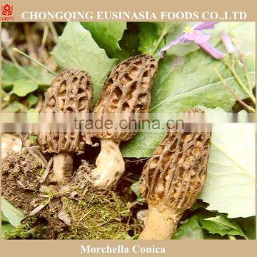 setas colmenillas precio,morel mushroom price