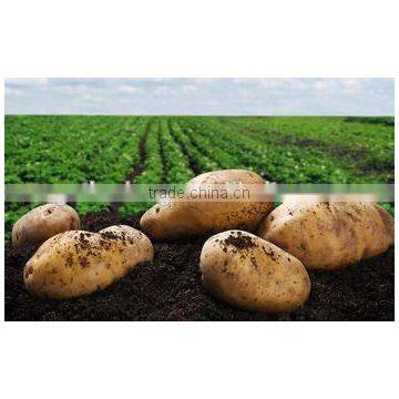 Fresh Bulk Potatoes for Sale 2016 Crop photo-3