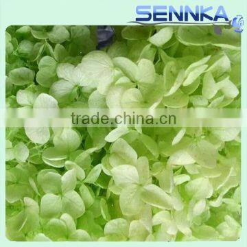 Wholesale fresh flowers preserved flowers from china home decor preserved hydrangea