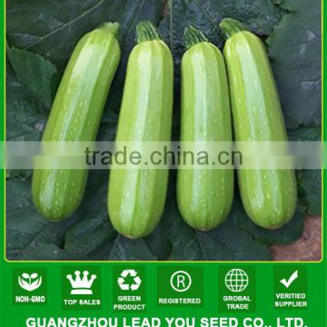 SQ04 Jingying No.8 f1 hybrid green squash seeds, vegetable seeds