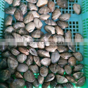 NEW SEASON FROZEN SHORT NECKED CLAM