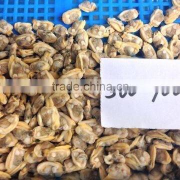 High Quality Frozen Baby Clams Without Shell photo-3