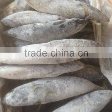 Sea Frozen Bonito Tuna photo-2