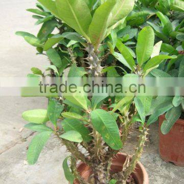 Enphorbia Millis Shrub Trees