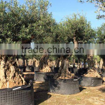 Ancient Olive Tree - Olea Europaea photo-4