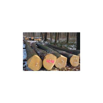 Beech logs and lumbers for sale