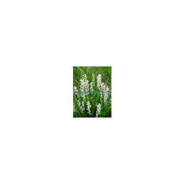 Alisma Orientale Extract
