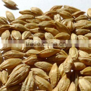 barley (conventional or organic)