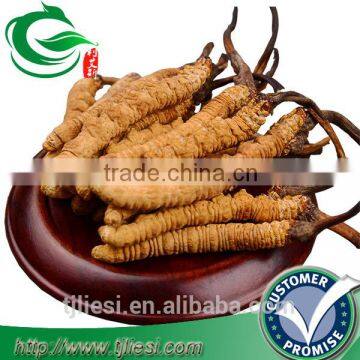 supply cordyceps sinensis not extract with low price