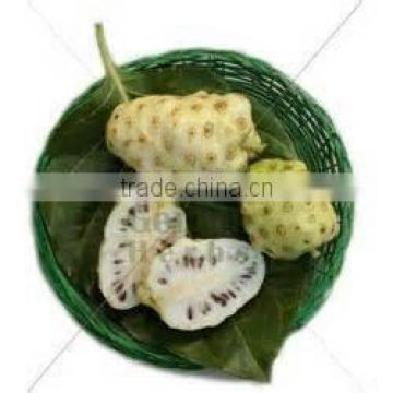 Genius Noni Capsules for export