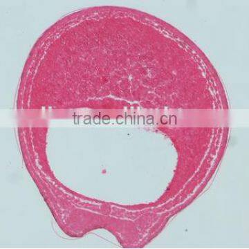 Embryo Slides , Frog Embryo Slides , Embryology Slides ,embryo Teaching Slides photo-6