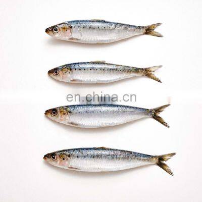 BQF frozen sardine bait frozen sardine for fishing bait sardinella aurita