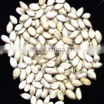 china snow white pumpkin seeds