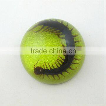 2016 new latest design wholesale paperweight with real insect centipede