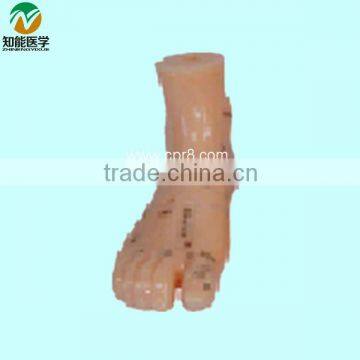 13CM Foot Acupuncture Model BIX-Y1021