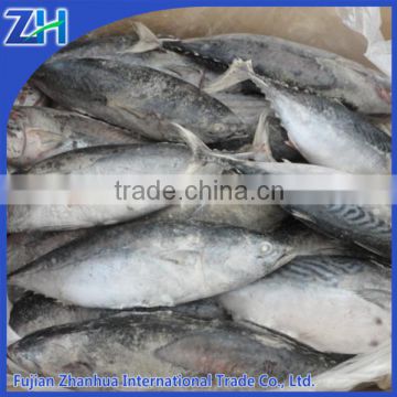 Landfrozen tuna price, tuna fisn for canning price