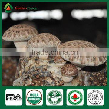 Shiitake Mushroom Spawn Bag, Mushroom Cultivation ,China Shiitake Mushroom