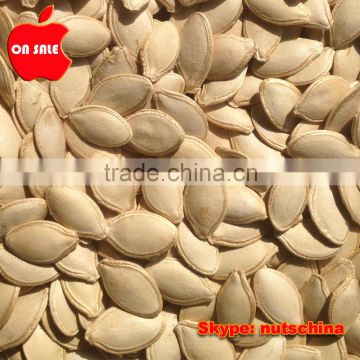 SNOW WHITE PUMPKIN SEEDS 11cm 13 cm