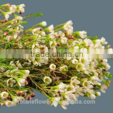 Reasonable price hot sale wholesale cheap cut foliage flower